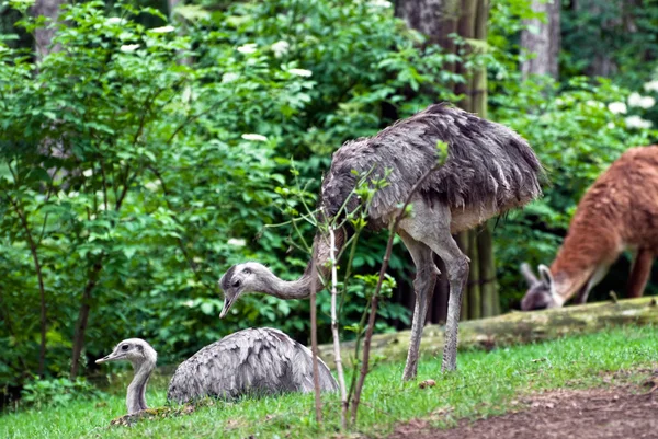 Par de emu (Dromaius novaehollandiae ) — Fotografia de Stock