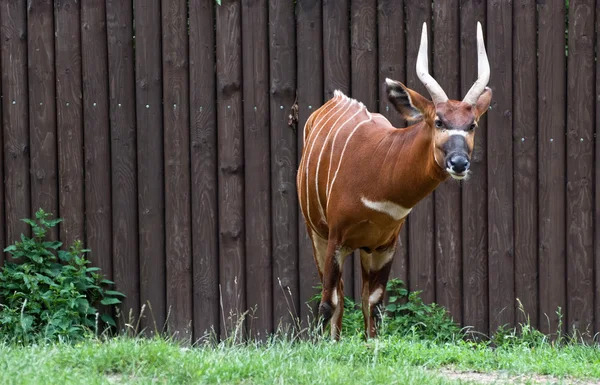 Bongo antelope (Tragelaphus euryceros) — Stock Photo, Image