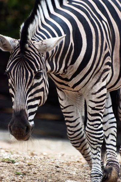 Zebra Chapman (equus quagga chapmani)) — Stockfoto