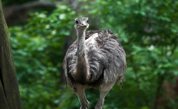 EMU (dromaius novaehollandiae) Royaltyfria Stockfoton