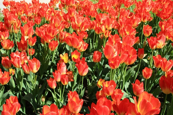 Flower,tulip — Stock Photo, Image