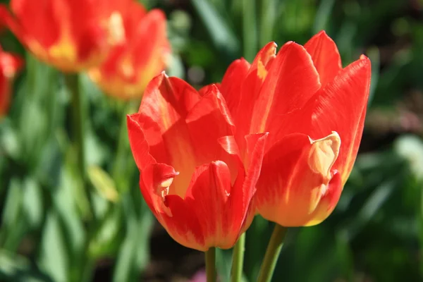 Flower,tulip — Stock Photo, Image
