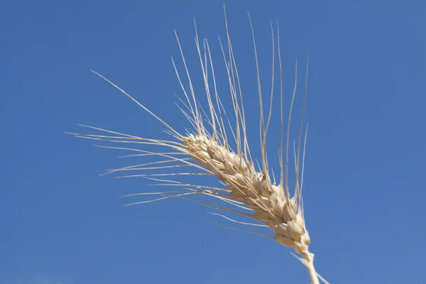 Единая пшеница — стоковое фото
