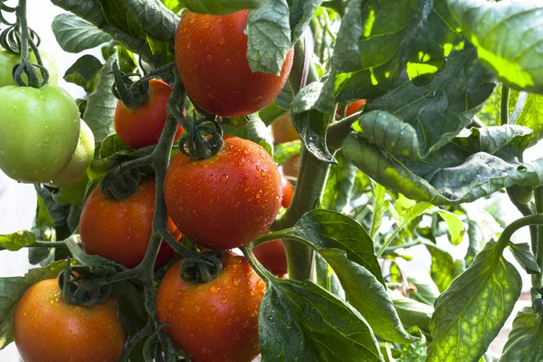湿的番茄 — 图库照片