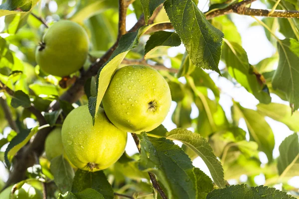 stock image Green apples