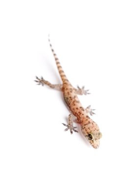 Gecko beyaz bitti