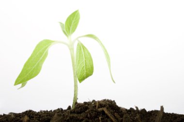 Growing plant with copy space clipart