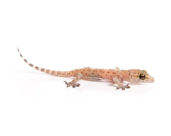 stock image Gecko lurking