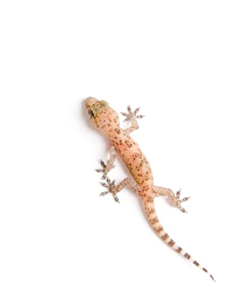 Gecko nad bílá — Stock fotografie