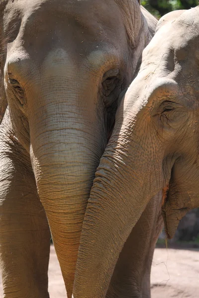 Asya filler (Elephas maximus) — Stok fotoğraf