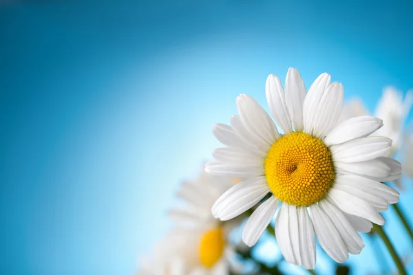 Stokrotka kwiat — Zdjęcie stockowe