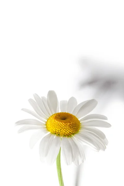Floare margareta — Fotografie, imagine de stoc