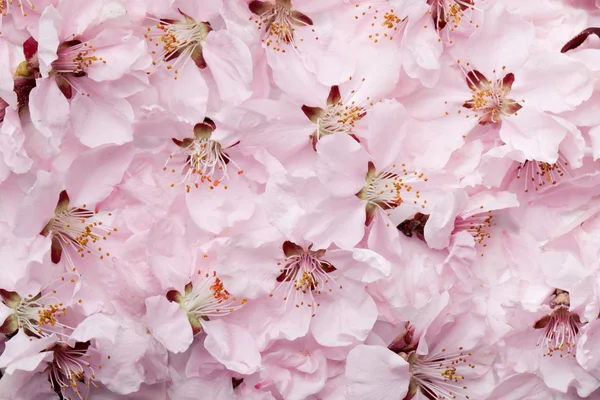 Sakura vagyok. — Stock Fotó