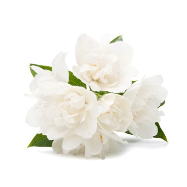 White flowers on white background clipart