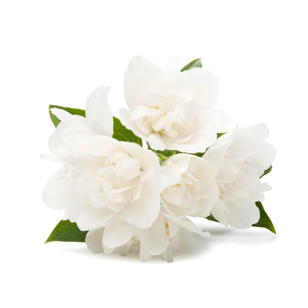 Flores brancas sobre fundo branco — Fotografia de Stock