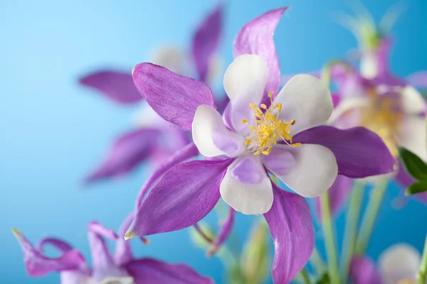 Beautiful flower on sky background — Stock Photo, Image