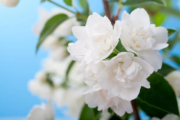 Ένα κλαδί με λευκά λουλούδια — Φωτογραφία Αρχείου