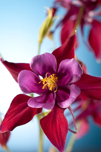 Fleur fleurie avec des pétales rouges, fond ciel — Photo