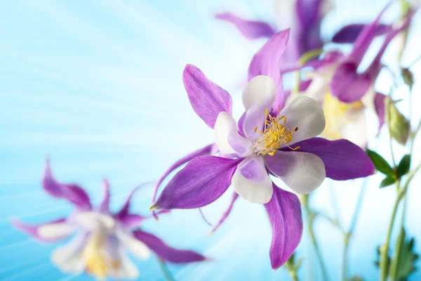 Красива квітка на фоні неба — стокове фото