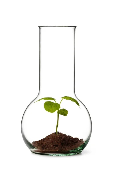 stock image Tube with earth and plant