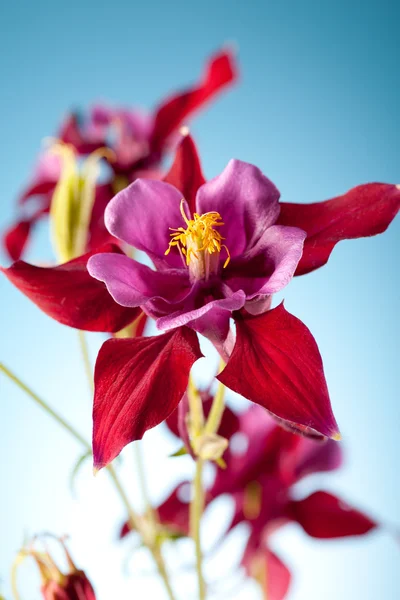 Fleur fleurie avec des pétales rouges, fond ciel — Photo