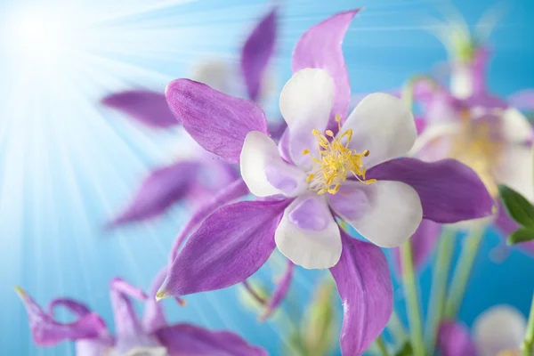Vakker blomst på himmelbakgrunn – stockfoto