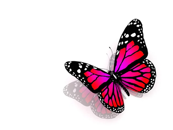 De vlinder van crimson kleur — Stockfoto