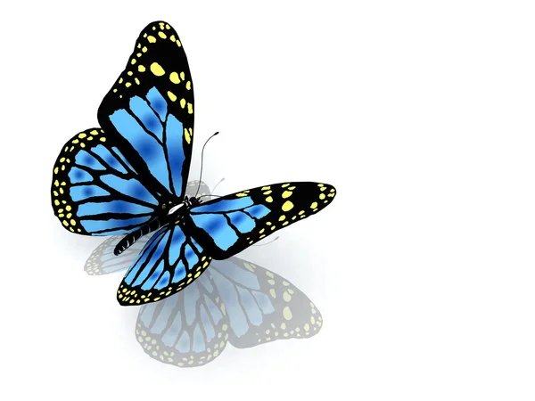 Motýlek modré barvy — Stock fotografie