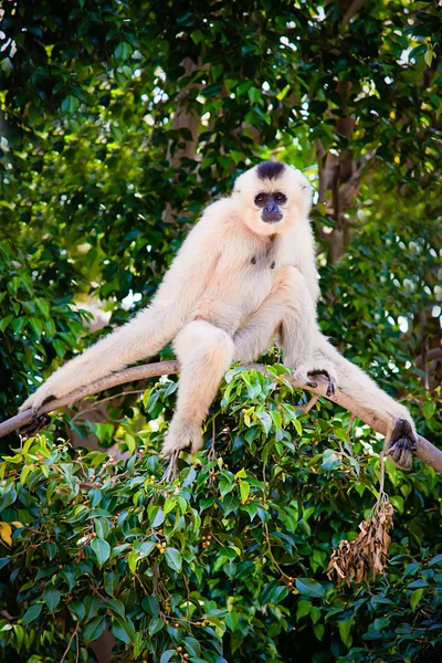 Stock image White Sloth