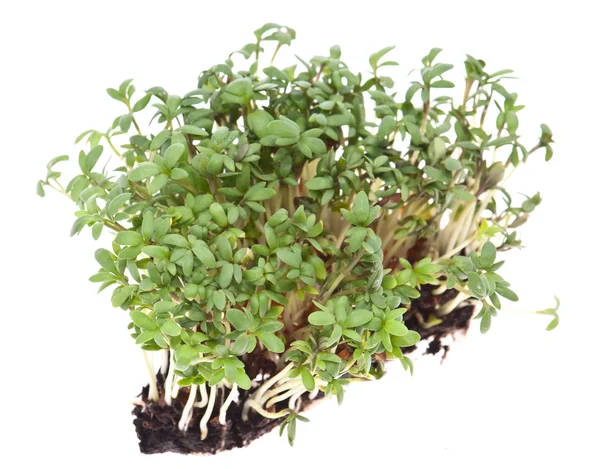 Bahçe beyaz izole Cress (Lepidium Sativum) — Stok fotoğraf