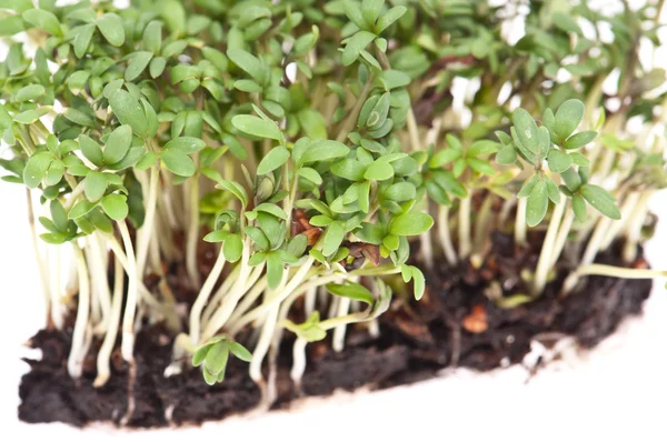 Bahçe beyaz izole Cress (Lepidium Sativum) — Stok fotoğraf