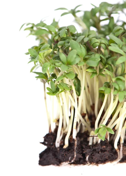 정원 유채과 야채 (콩 Sativum) 흰색 절연 — 스톡 사진