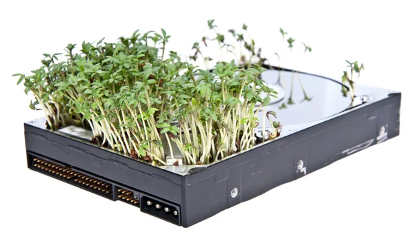 Hard disk drive with Garden Cress — Stock Photo, Image