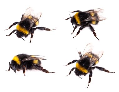 Bumblebee macro view isolated clipart