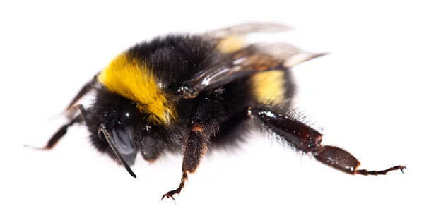 stock image Bumblebee macro view isolated