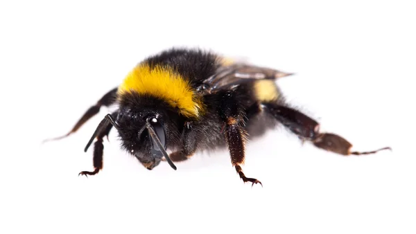 stock image Bumblebee macro view isolated