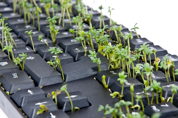 stock image Keyboard with garden cress