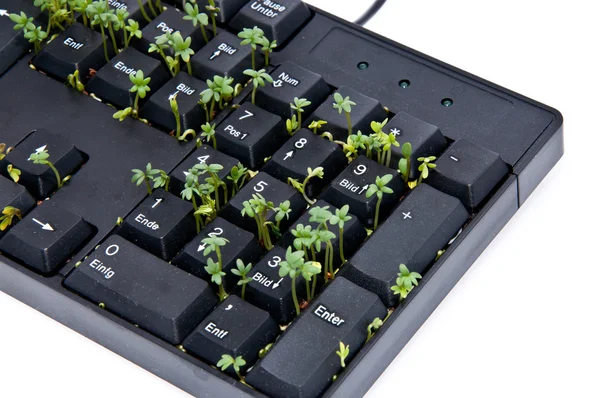 Keyboard with garden cress — Stock Photo, Image