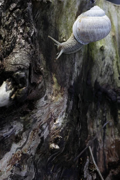 在木材上的蜗牛 — 图库照片