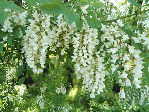 Flores de acacia — Foto de Stock