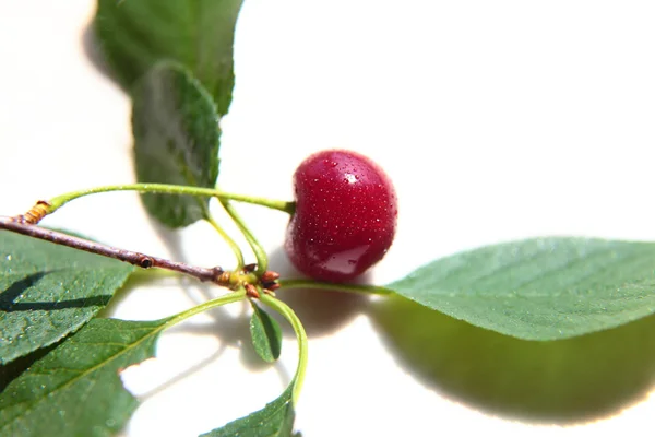 Cherry ripe berries on the branch — Stock Photo, Image