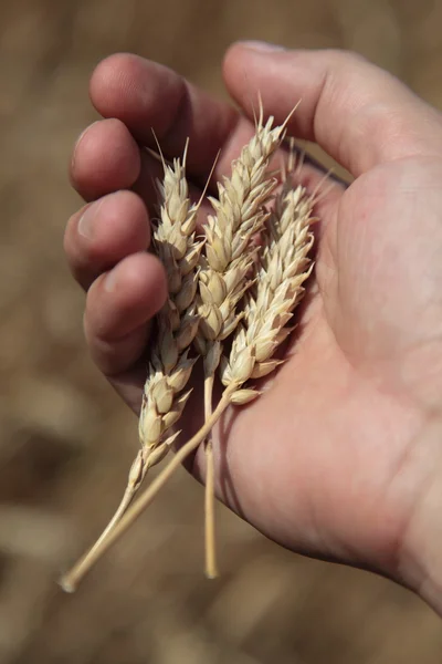 男性の手で小麦の耳 — ストック写真