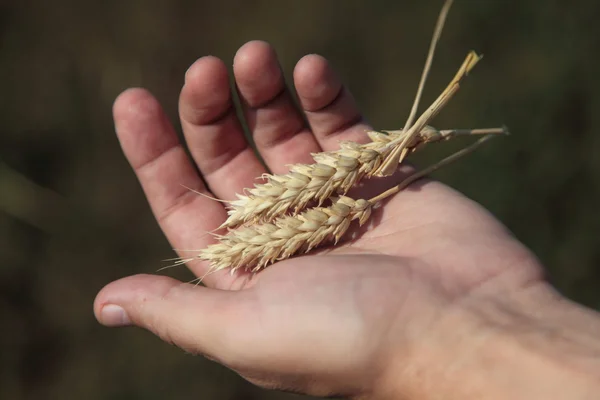 Kłosy pszenicy w rękach mężczyzna — Zdjęcie stockowe
