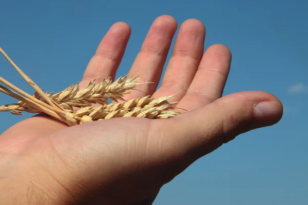 Uši pšenice v rukou muž — Stock fotografie