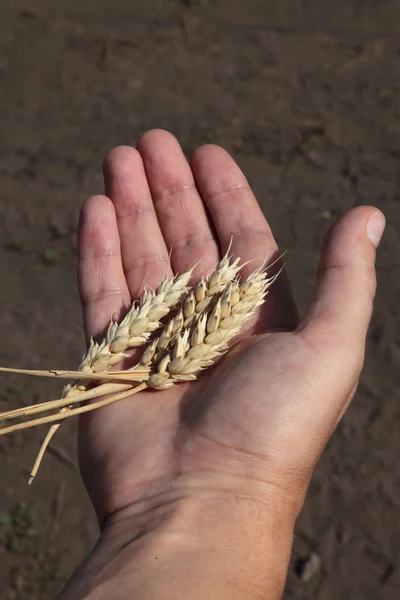 Orejas de trigo en manos de hombres — Foto de Stock