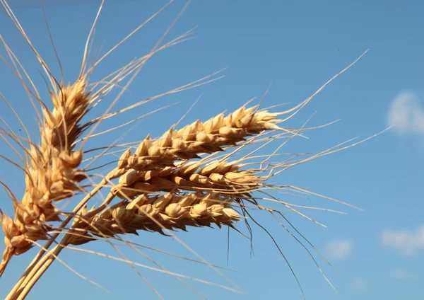 Orelhas de trigo no céu — Fotografia de Stock