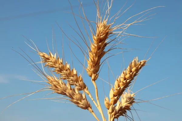 Orecchie di grano nel cielo — Foto Stock