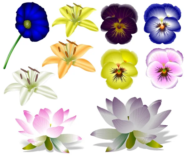 stock image Flowers