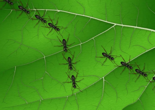 Ameisen auf Blatt — Stockfoto