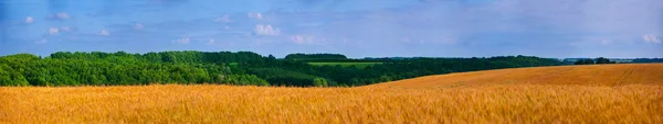 Panorama de campo — Fotografia de Stock